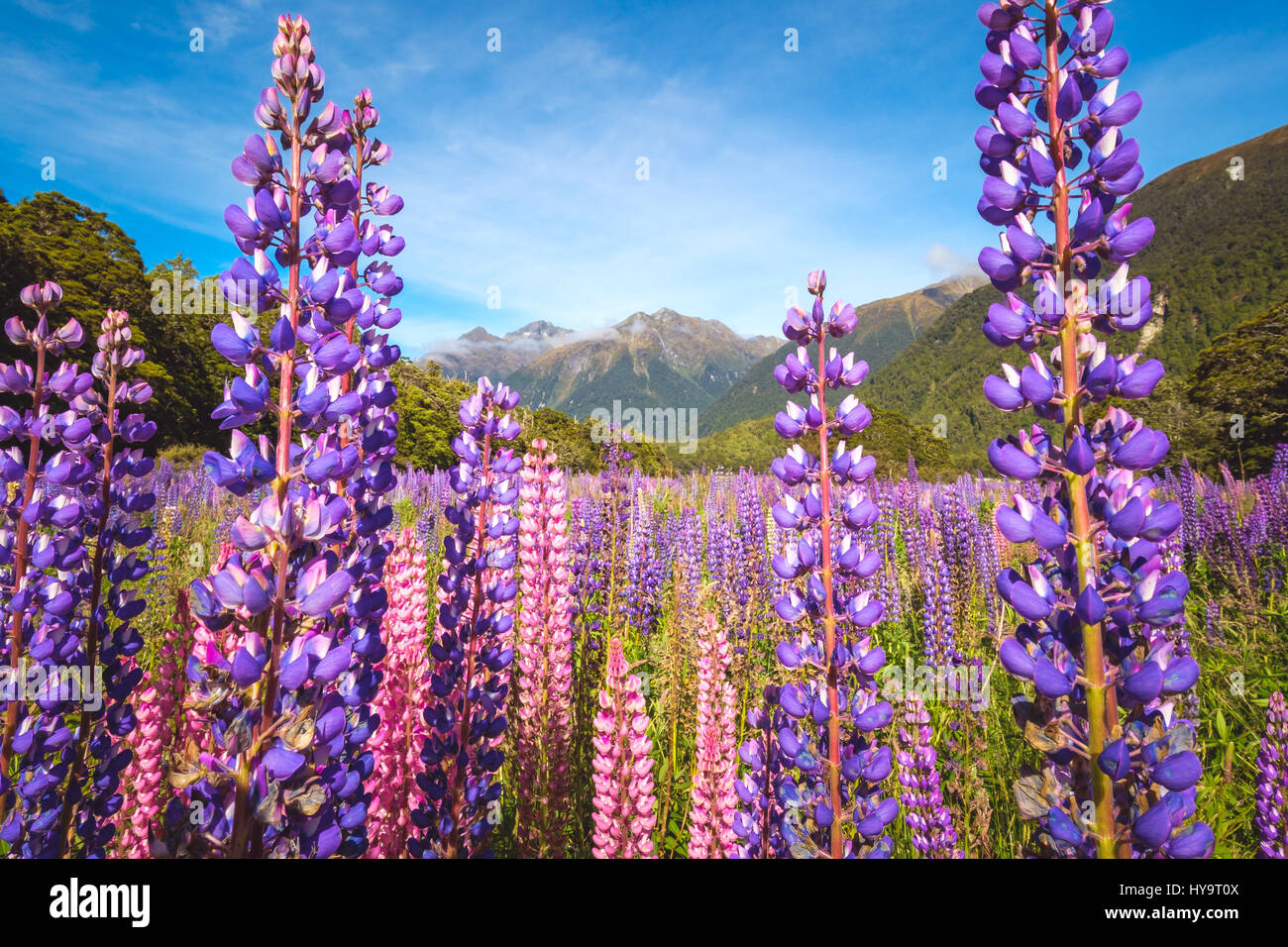 Vue panoramique de lupin colorés sur le chemin de fleurs Milford Sound, Fjordland, Nouvelle-Zélande Banque D'Images