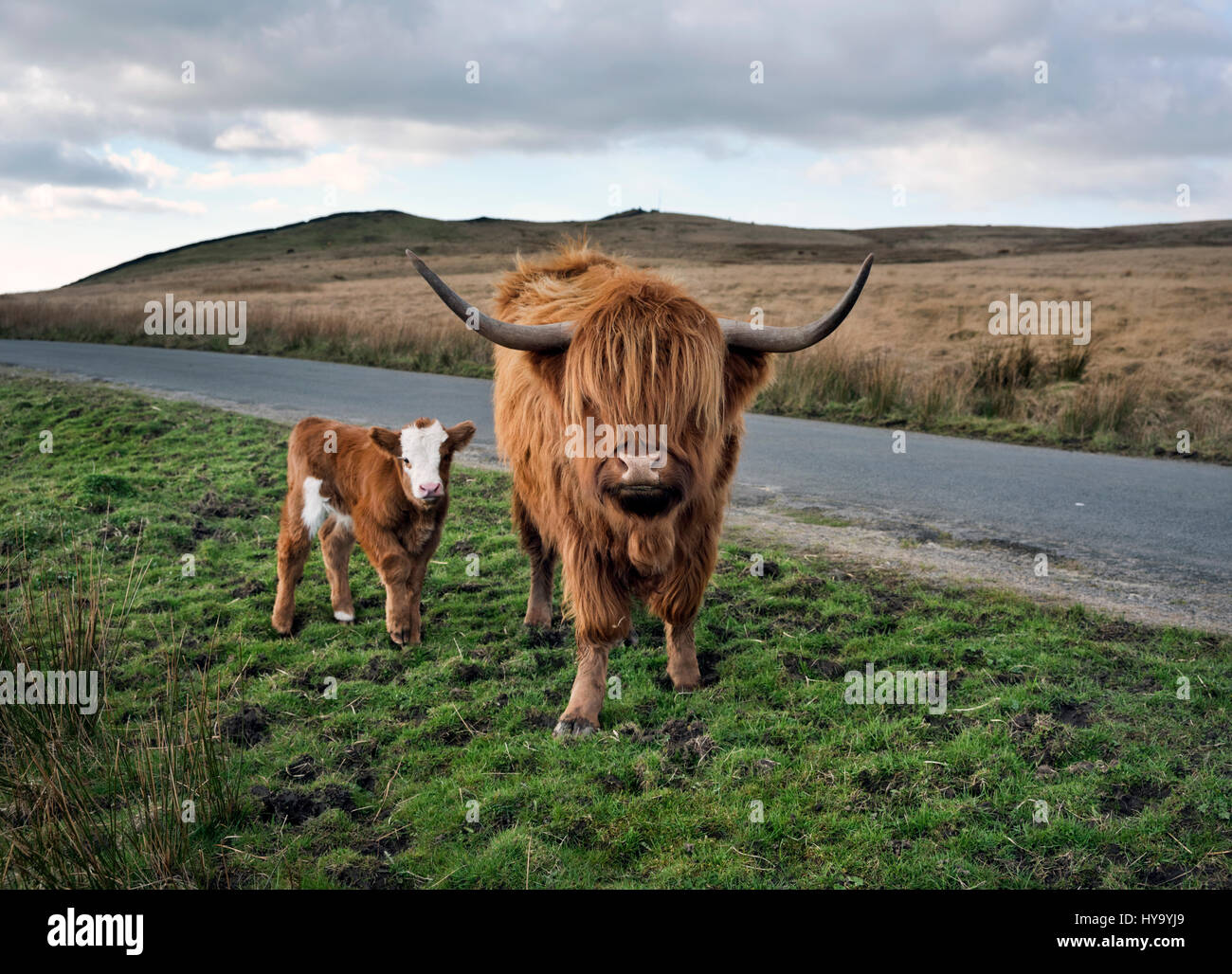 Printemps, régler, North Yorkshire, UK : vache veau Highland et le pâturage à Black Gill Lane, sur les maures entre Régler et Malham Crédit : John Bentley/Alamy Live News Banque D'Images