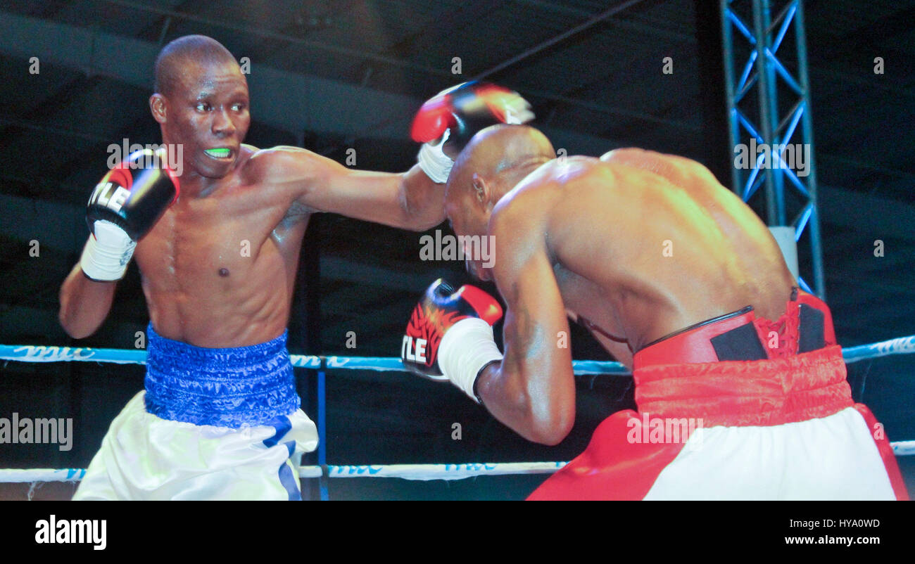 Windhoek. 1er avril 2017. Paulus 'Hitman' Moïse (R) canards en bas, pour éviter un poinçon de Chrispine Moliati du Malawi à Windhoek, capitale de la Namibie, le 1er avril 2017. Paulus 'Hitman' Moïse le samedi a conservé son Organisation mondiale de boxe (WBO) Titre léger l'Afrique avec une septième série knockout (KO) d'Moliati Chrispine boxer de remplacement du Malawi. La Namibian dispose maintenant d'un enregistrement de 42 combats 39 victoires et trois défaites. Credit : Nampa/Xinhua/Alamy Live News Banque D'Images