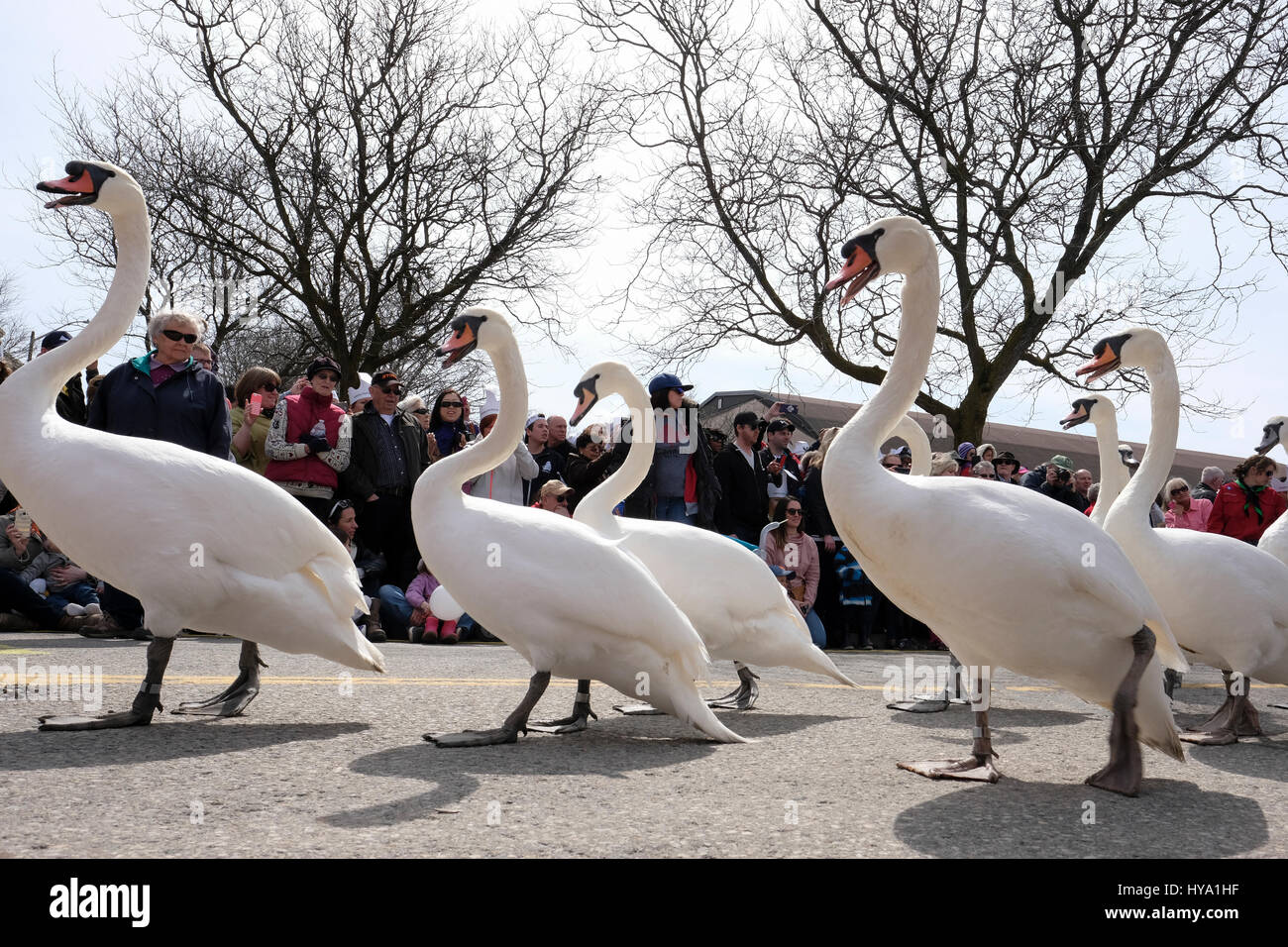 Stratford (Ontario), Canada, le 2 avril 2017. Swans en ligne. Des milliers de personnes se rassemblent pour la parade annuelle des cygnes de Stratford, lorsque le troupeau de cygnes muets de la ville (Cygnus olor) retourne à la rivière Avon, pour célébrer l'arrivée du printemps. Crédit : Rubens Alarcon/Alay Live News. Banque D'Images