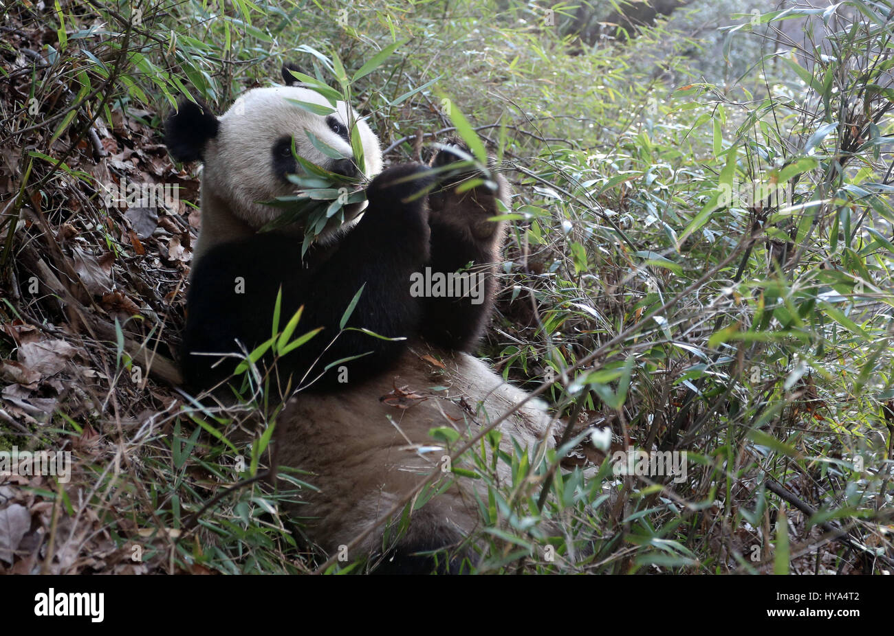 Xi'an. 1er avril 2017. Un panda géant sauvage mange des pousses de bambou dans les montagnes Qinling dans la province du Shaanxi, du nord-ouest de la Chine, le 1 avril 2017. Credit : Pu Chunju/Xinhua/Alamy Live News Banque D'Images