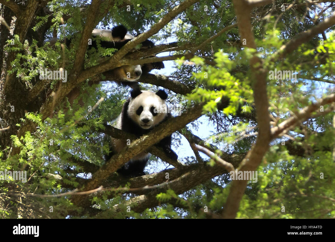 Xi'an. 1er avril 2017. Un panda géant sauvage cub est vu sur un arbre avec sa mère dans les montagnes Qinling dans la province du Shaanxi, du nord-ouest de la Chine, le 1 avril 2017. Credit : Pu Chunju/Xinhua/Alamy Live News Banque D'Images