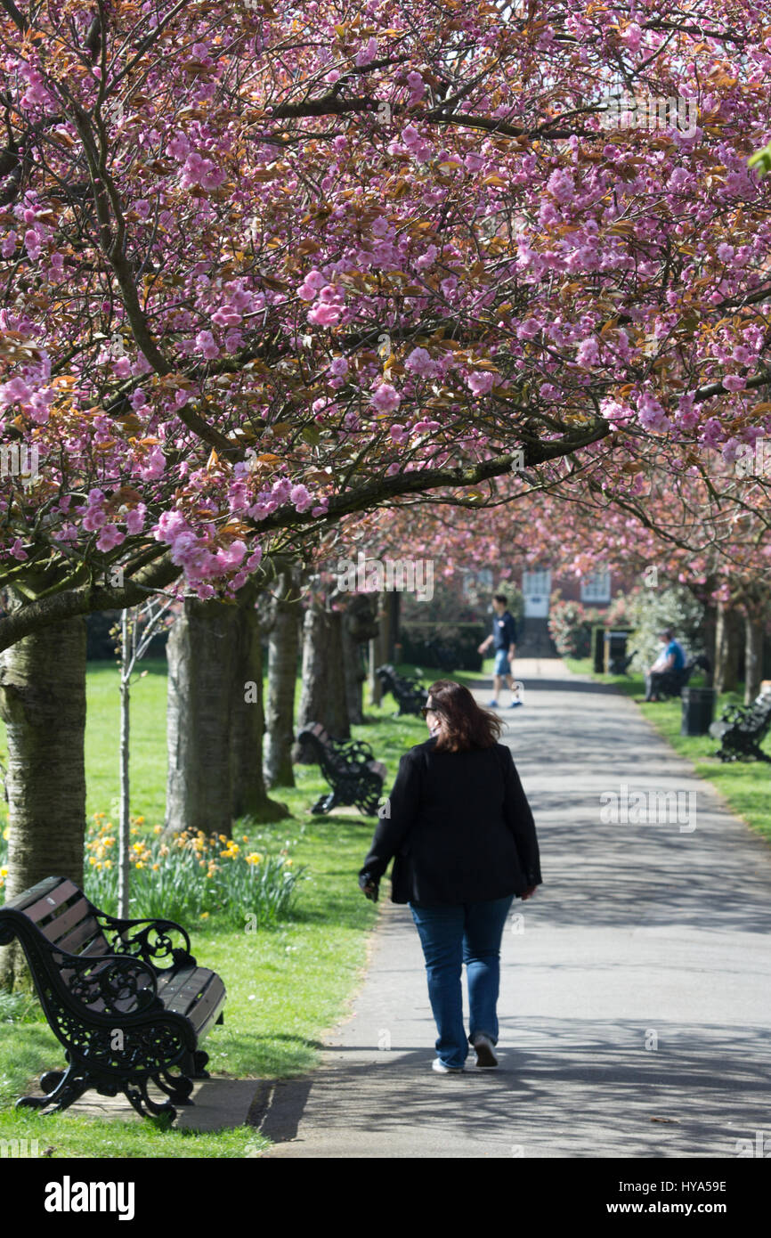 Greenwich, Londres, Royaume-Uni. 3ème apr 2017. Le temps ensoleillé et les températures chaudes ont été dégustés dans Greenwich Park aujourd'hui. Crédit : Rob Powell/Alamy Live News Banque D'Images