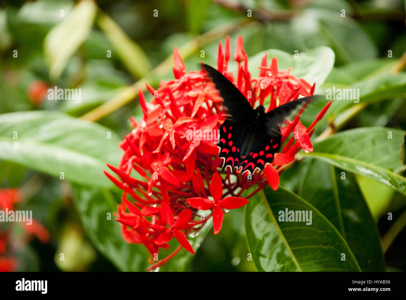 Alimentation papillon sur une fleur Ixora - West Indian Jasmine - Ixora coccinea Banque D'Images