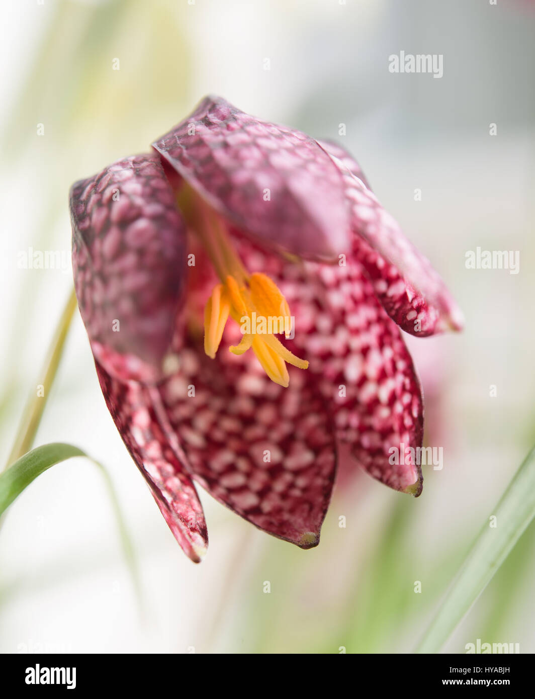 Tête du serpent fritillary flower Banque D'Images
