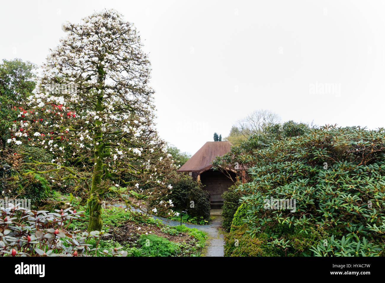La forme conique de Magnolia x loebneri 'Merrill' est étouffé avec fleurs blanc de printemps à la maison du jardin, Devon Banque D'Images
