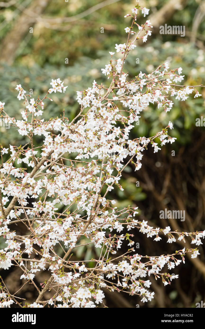 Le blanc de printemps fleurs de Prunus incisa, l'une des cerises floraison précoce Banque D'Images