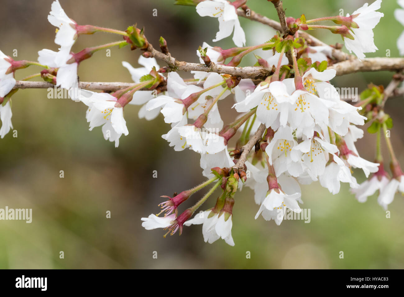 Gros plan du blanc de printemps fleurs de Prunus incisa, l'une des cerises floraison précoce Banque D'Images