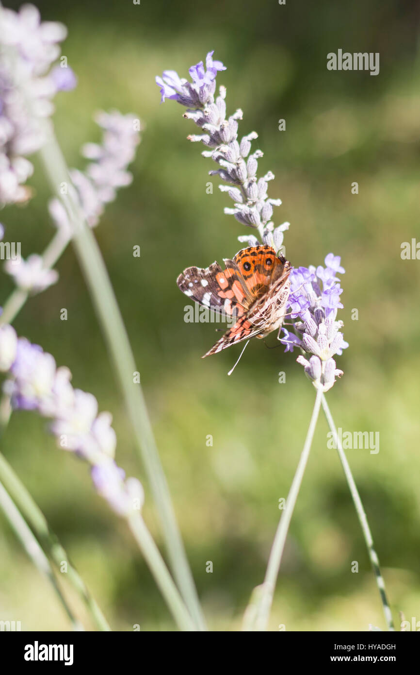 Papillon orange sur des fleurs de lavande Banque D'Images