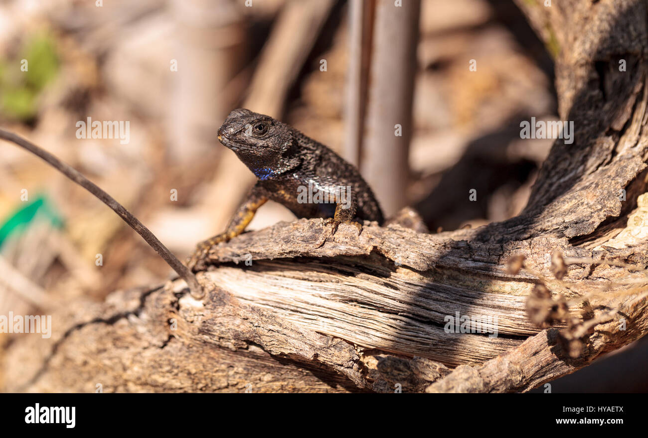 Clôture de l'ouest appelé lézard Sceloporus occidentalis avec une gorge violet pendant la saison de reproduction. Banque D'Images