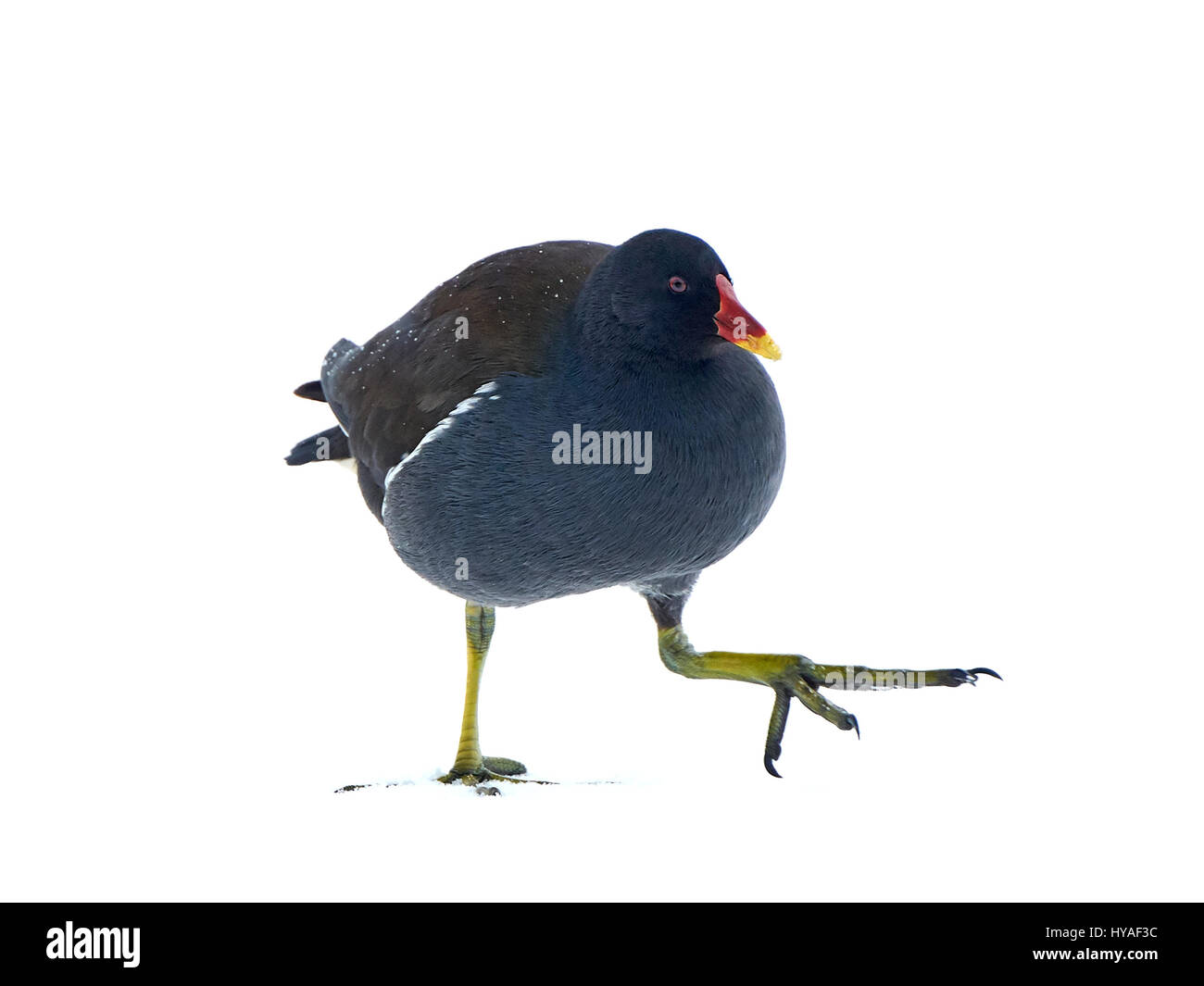La Gallinule poule-d'walking in snow et isolé sur fond blanc Banque D'Images