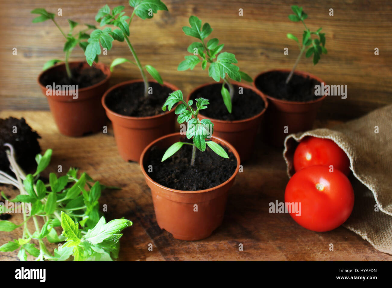Les jeunes plants de tomate sur backdround en bois. Concept de jardinage. Banque D'Images