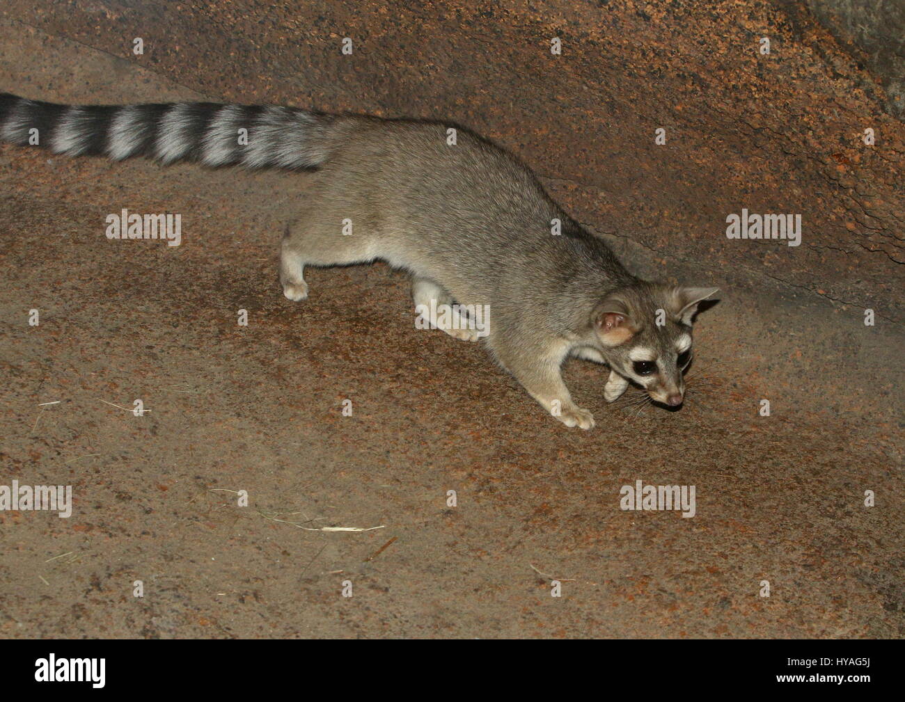 North American / Mexique ring-tailed cat (Bassariscus astutus) sur le vagabondage. Banque D'Images