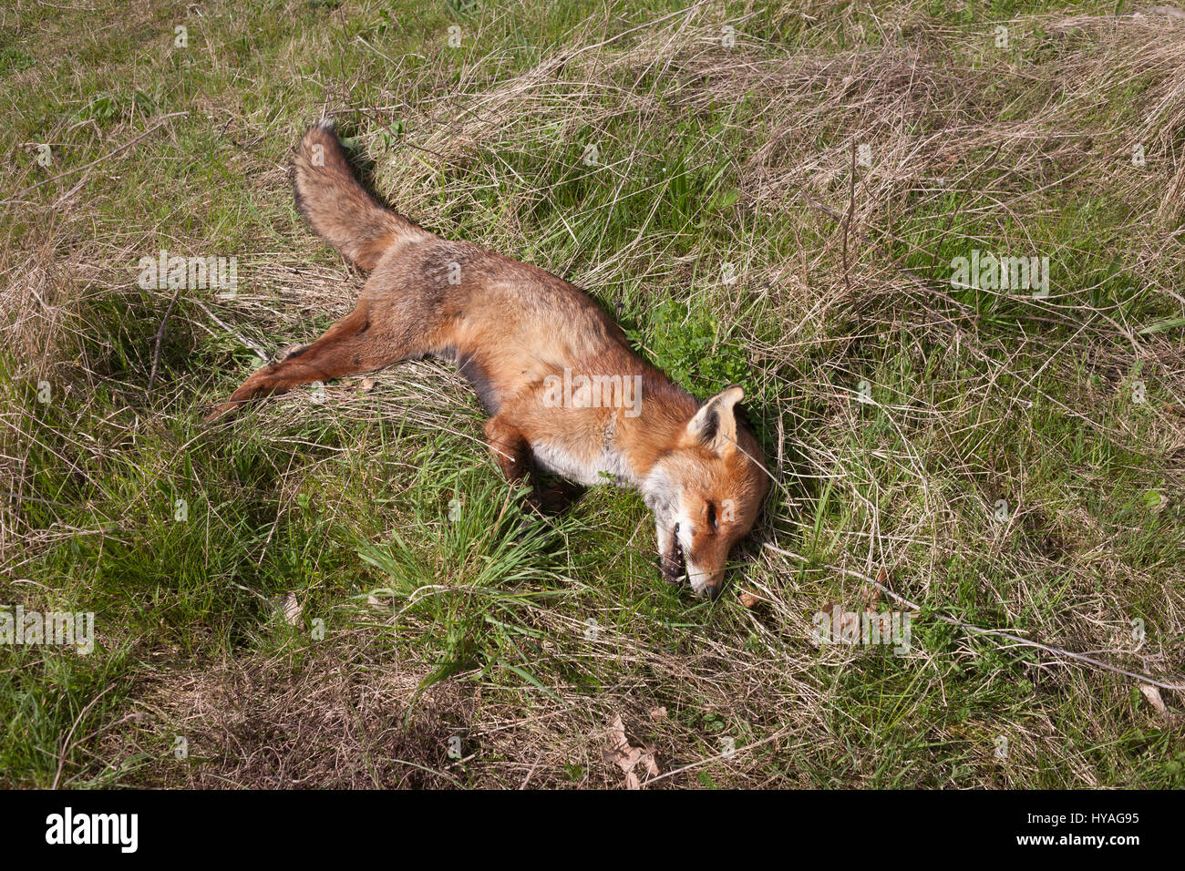 Le Corps D Un Renard Mort Couche Dans L Herbe Sur Les Terres Agricoles Le 3 Avril 17 A Tonbridge Kent Angleterre En Savoir Plus Description Photo Stock Alamy