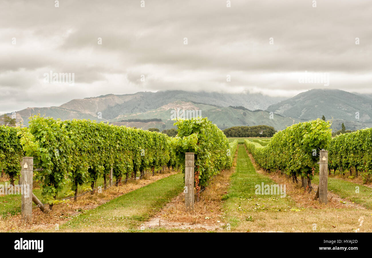 Vignoble de Marlborough, Nouvelle-Zélande. Marlborough Nouvelle-zélande moderne a commencé et l'industrie du vin est connue pour son climat sec et Sauvignon Blancs. Banque D'Images