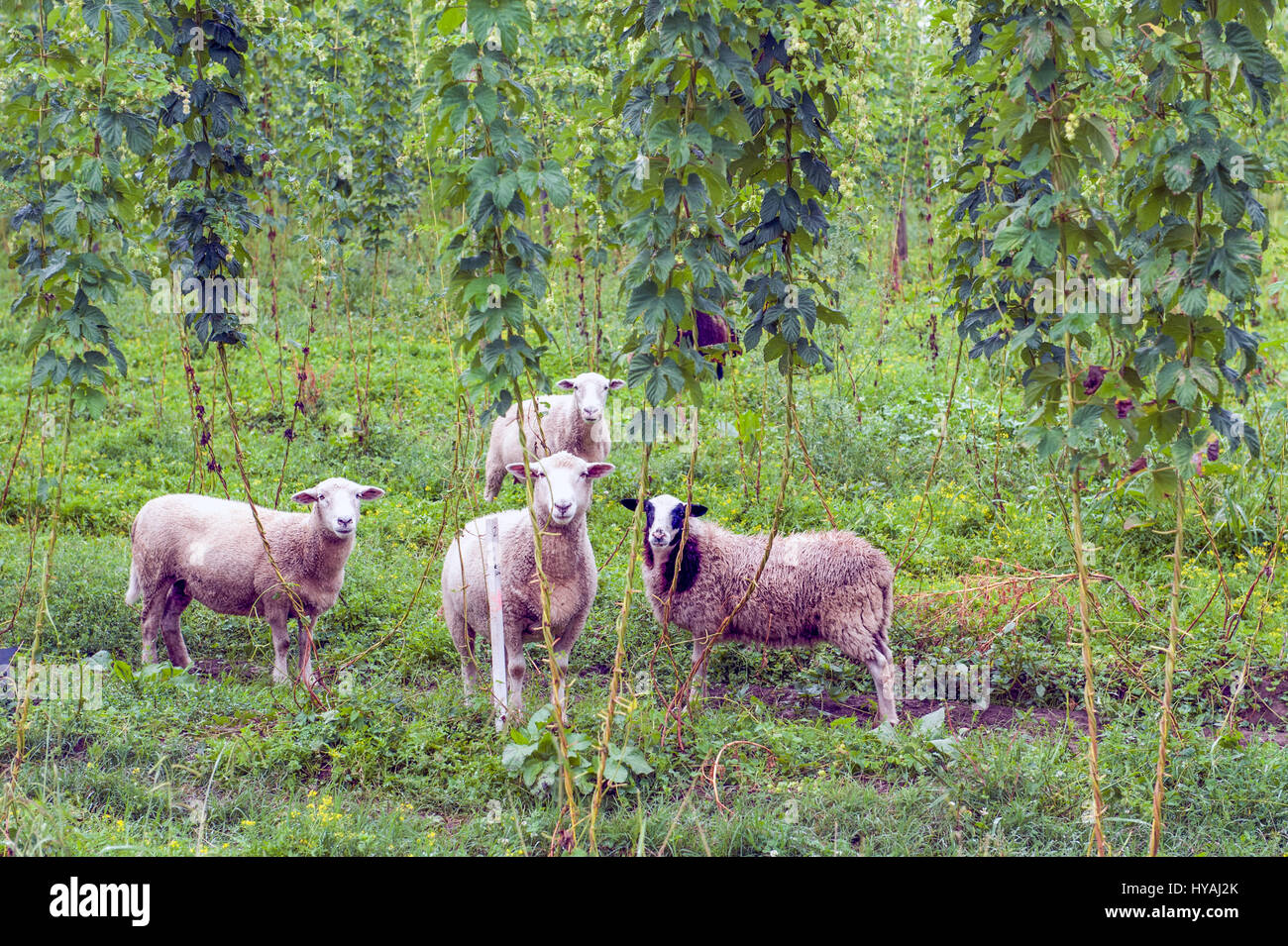 L'élevage de moutons et de la viticulture dans la région de Marlborough, Nouvelle-Zélande. Marlborough Nouvelle-zélande moderne a commencé l'industrie du vin. Banque D'Images