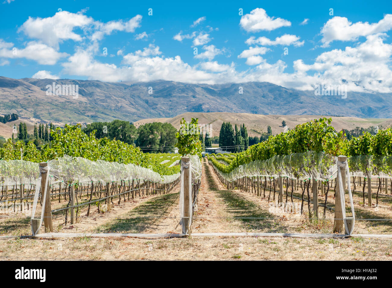 Vignoble à Gibbston Valley, en Nouvelle-Zélande. Central Otago est la région viticole la plus méridionale du monde et surtout connu pour son Pinot Noir et Blanc w Banque D'Images