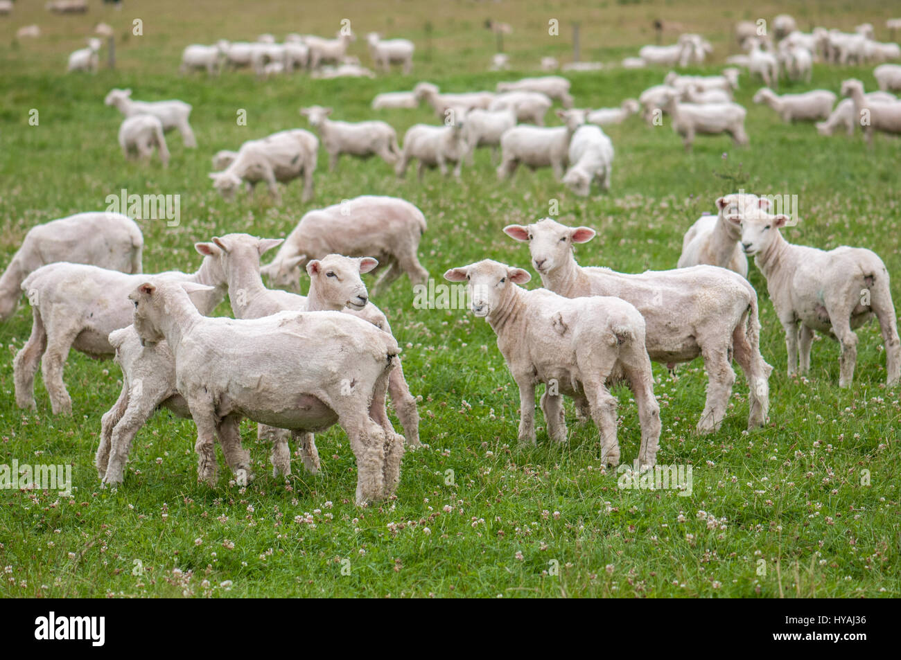 Troupeau de moutons fraîchement tondus curieux dans l'Otago sur l'île du Sud, Nouvelle-Zélande. Le nombre d'ovins en NZ a atteint un sommet en 1982 avec 70 millions de dollars. Banque D'Images