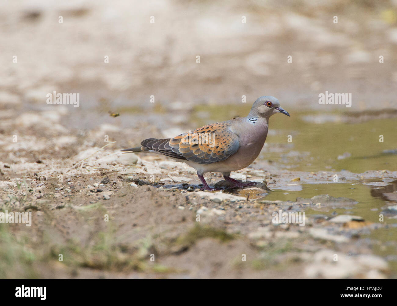 La tourterelle Streptopelia Turdus prenant un verre d'eau dans la piscine pendant la journée chaude Banque D'Images