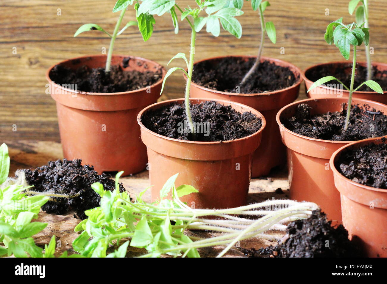 Les jeunes plants de tomates et les tomates dans des pots de plus en plus rustique en bois sur backdround. Concept de jardinage. Banque D'Images