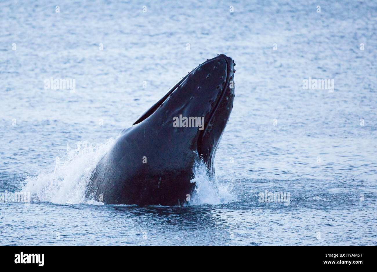 TROMSØ, NORVÈGE : des images d'un 40 tonnes à la mer d'un bête canon-roll dans l'air ont été capturés par un chercheur. La baleine à bosse, qui a le poids d'un grand camion, bondit et réalisé un exploit incroyable de l'acrobatie aérienne avant de retourner à l'eau elle-même enrichissante avec une bonne baignade et un déjeuner de hareng. Chercheur norvégien et biologiste Karl-Otto Jacobsen (49) était à l'prêt à photographier cette scène à couper le souffle qui n'a duré que quelques instants. Banque D'Images