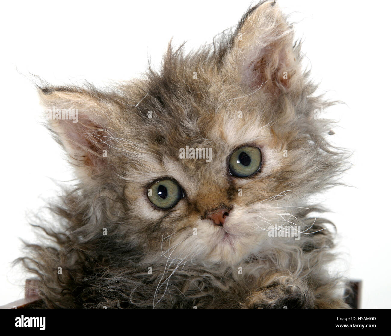 Studio Divers Endroits Royaume Uni Un Chat Mignon Elle A Survecu A Un Lave Linge Ces Animaux Comedie Vous Meneront A La Suture D Un Cote Espiegle Moggy Smashing Un Vase A Un Felin