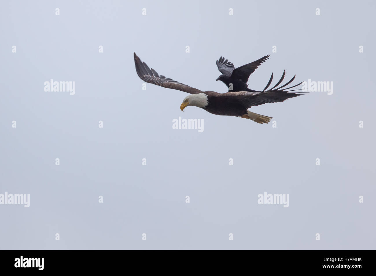 Une CROW a été photographié dans un rare moment de prendre l'ascenseur à l'arrière d'un PYGARGUE À TÊTE BLANCHE 25-pieds dans l'air. Ces images montrent l'instant cet intrépide crow a atterri sur le dos d'un pygargue à tête blanche tandis que la plus grande d'oiseaux prédateurs essayait de trouver lui-même un début de matinée. Cette rencontre n'a duré que quelques secondes avant que les oiseaux se séparèrent en amis et a volé de leurs propres manières. Cette chance-réunion a été capturé par le photographe amateur Phoo Chan (50) dans la région de Seabeck, Washington, USA. Banque D'Images