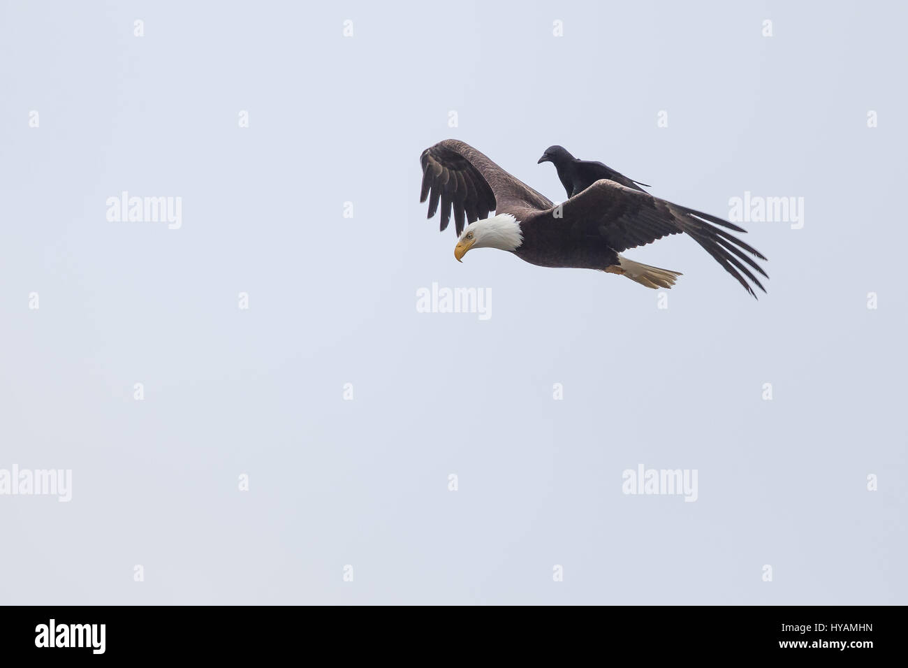 Une CROW a été photographié dans un rare moment de prendre l'ascenseur à l'arrière d'un PYGARGUE À TÊTE BLANCHE 25-pieds dans l'air. Ces images montrent l'instant cet intrépide crow a atterri sur le dos d'un pygargue à tête blanche tandis que la plus grande d'oiseaux prédateurs essayait de trouver lui-même un début de matinée. Cette rencontre n'a duré que quelques secondes avant que les oiseaux se séparèrent en amis et a volé de leurs propres manières. Cette chance-réunion a été capturé par le photographe amateur Phoo Chan (50) dans la région de Seabeck, Washington, USA. Banque D'Images