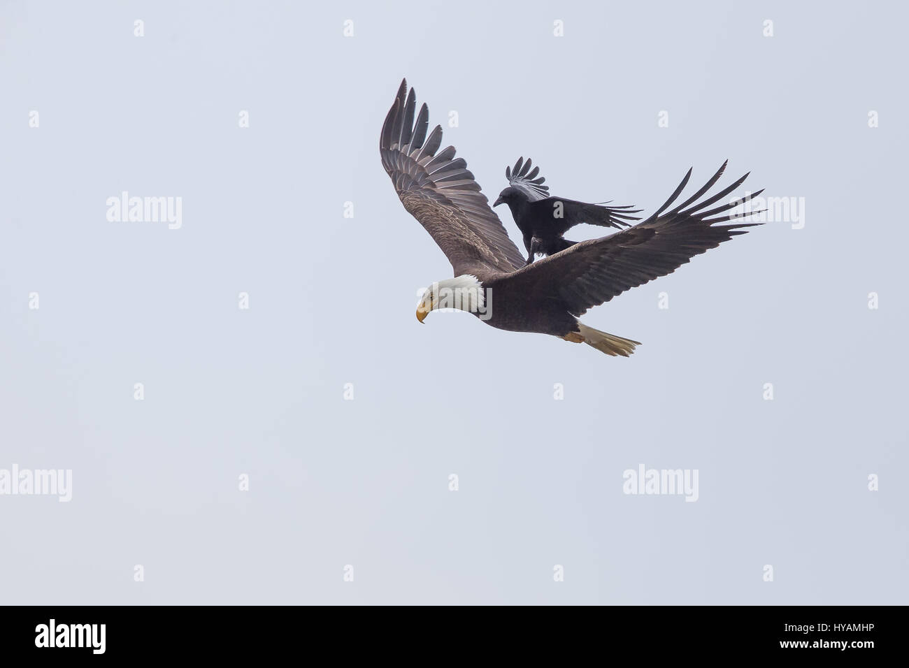 Une CROW a été photographié dans un rare moment de prendre l'ascenseur à l'arrière d'un PYGARGUE À TÊTE BLANCHE 25-pieds dans l'air. Ces images montrent l'instant cet intrépide crow a atterri sur le dos d'un pygargue à tête blanche tandis que la plus grande d'oiseaux prédateurs essayait de trouver lui-même un début de matinée. Cette rencontre n'a duré que quelques secondes avant que les oiseaux se séparèrent en amis et a volé de leurs propres manières. Cette chance-réunion a été capturé par le photographe amateur Phoo Chan (50) dans la région de Seabeck, Washington, USA. Banque D'Images