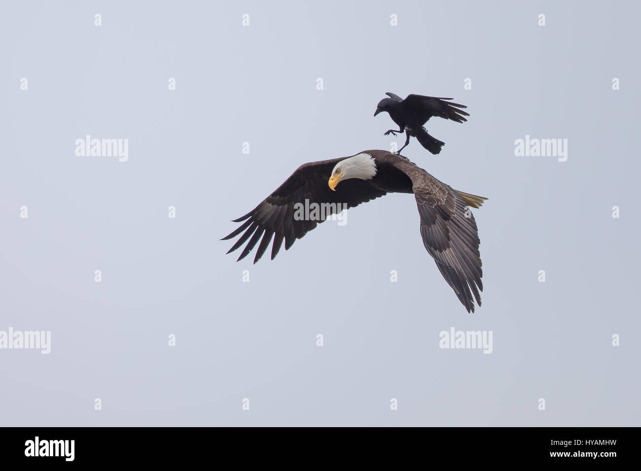Une CROW a été photographié dans un rare moment de prendre l'ascenseur à l'arrière d'un PYGARGUE À TÊTE BLANCHE 25-pieds dans l'air. Ces images montrent l'instant cet intrépide crow a atterri sur le dos d'un pygargue à tête blanche tandis que la plus grande d'oiseaux prédateurs essayait de trouver lui-même un début de matinée. Cette rencontre n'a duré que quelques secondes avant que les oiseaux se séparèrent en amis et a volé de leurs propres manières. Cette chance-réunion a été capturé par le photographe amateur Phoo Chan (50) dans la région de Seabeck, Washington, USA. Banque D'Images