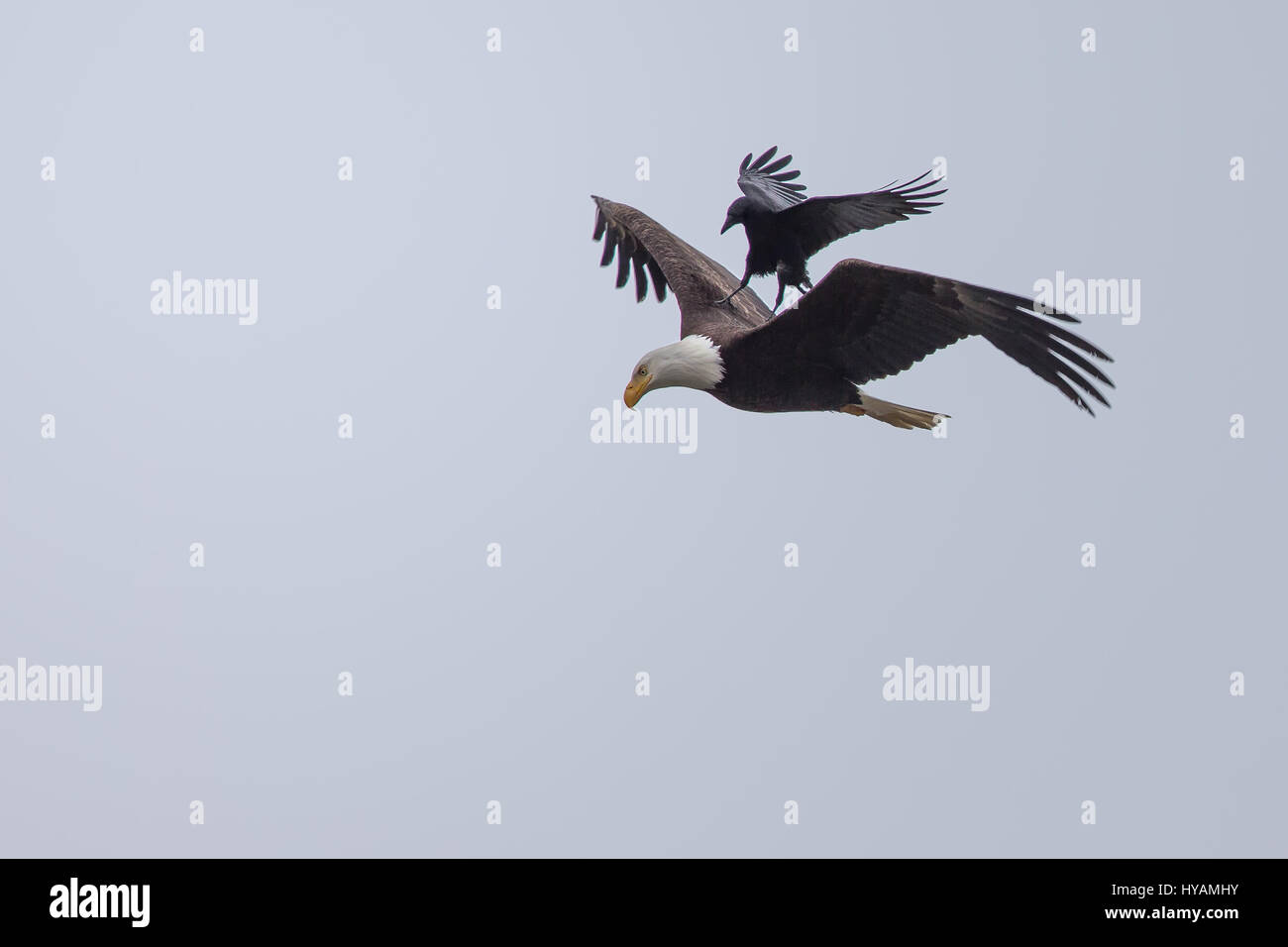 Une CROW a été photographié dans un rare moment de prendre l'ascenseur à l'arrière d'un PYGARGUE À TÊTE BLANCHE 25-pieds dans l'air. Ces images montrent l'instant cet intrépide crow a atterri sur le dos d'un pygargue à tête blanche tandis que la plus grande d'oiseaux prédateurs essayait de trouver lui-même un début de matinée. Cette rencontre n'a duré que quelques secondes avant que les oiseaux se séparèrent en amis et a volé de leurs propres manières. Cette chance-réunion a été capturé par le photographe amateur Phoo Chan (50) dans la région de Seabeck, Washington, USA. Banque D'Images
