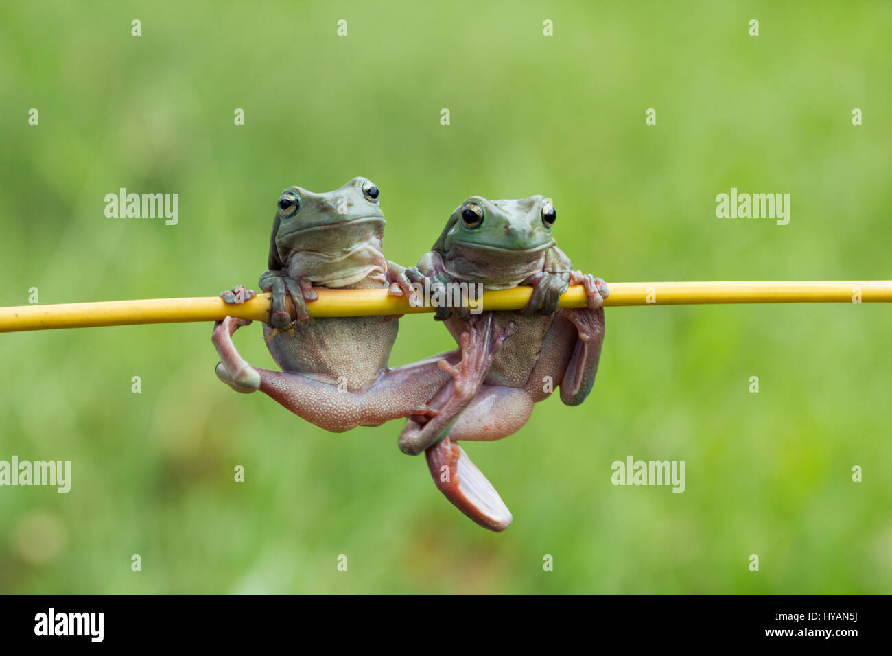 Vous devez être coassant si vous pensez que cette grenouille concurrentiel va partager sa branche avec un rival Kermit. Snaps comique montrent une grenouille d'arbre bénéficiant d'un travail de gymnastique solitaire, mais sa paix fut bientôt troublé par un autre exercice. Il a essayé de passer à l'action. Parce que le premier ne pouvait pas Kermit partager l'appareil un peu de froggy wrestling a débuté. De chin ups pour yoga funky déplace ces grenouilles montrer leur gamme de mouvement et la flexibilité sur leurs chin-up bar de fortune. Le snapper qui ont pris les photos, partage la conception créative à Jakarta, Afsheen Kurit professionnel 3 Banque D'Images