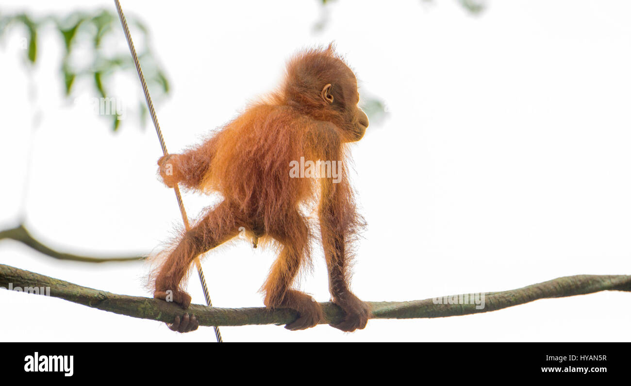 Singapour : UN BÉBÉ orang-outan se hisse dessus à travers la cime des arbres. D'autres photos montrent d'autres membres de la joyeuse bande de singes jouant dans les arbres comme une paire d'orangs-outans s'ébattre ensemble, on fait semblant de faire un ballet tandis qu'une autre ne l'air mi-wee. À la fin de la journée épuisé maman ne peut qu'essayer de prendre un peu de repos que les jeunes continuent à osciller autour de au-dessus de sa tête. L'étreindre les photos ont été prises par le photographe de Singapour C.S. Ling (30) à l'île de jardin zoologique. Banque D'Images