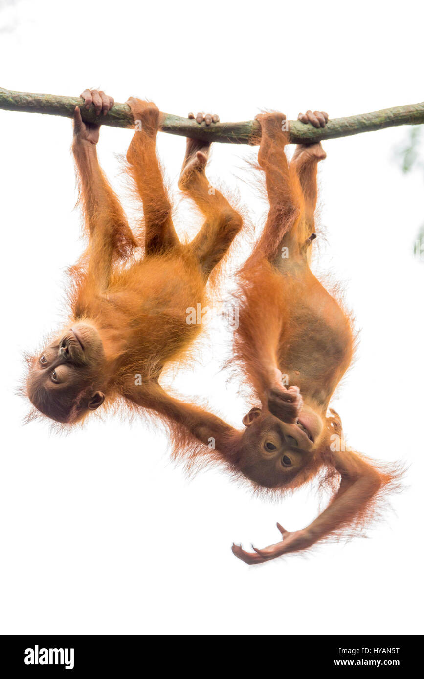 Singapour : UNE PAIRE DE BÉBÉ orang-outan lark sur comme ils balancent de la cime des arbres. D'autres photos montrent d'autres membres de la joyeuse bande de singes jouant dans les arbres comme une paire d'orangs-outans s'ébattre ensemble, on fait semblant de faire un ballet tandis qu'une autre ne l'air mi-wee. À la fin de la journée épuisé maman ne peut qu'essayer de prendre un peu de repos que les jeunes continuent à osciller autour de au-dessus de sa tête. L'étreindre les photos ont été prises par le photographe de Singapour C.S. Ling (30) à l'île de jardin zoologique. Banque D'Images