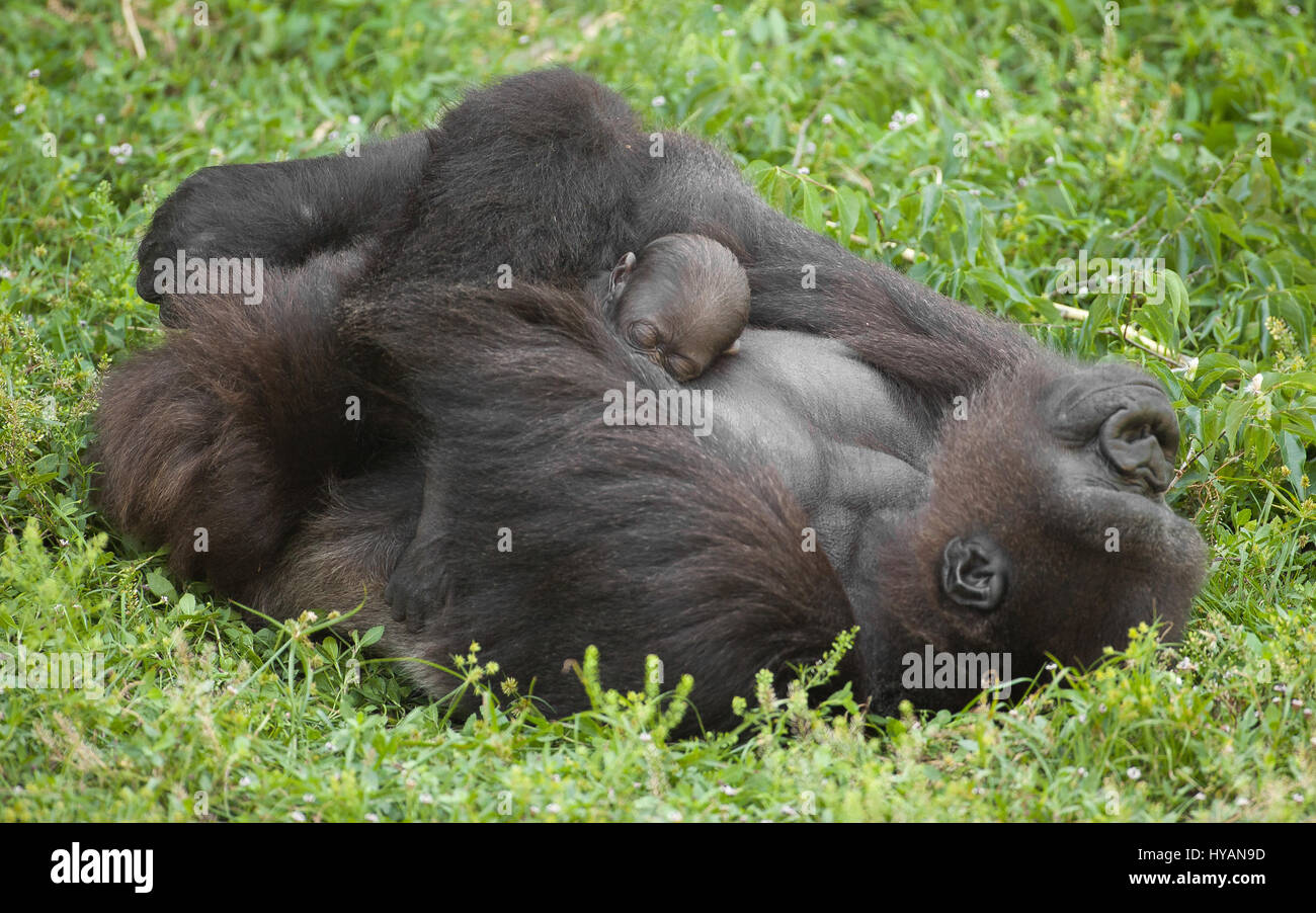 Baby gorilla with mum Banque de photographies et d'images à haute  résolution - Alamy