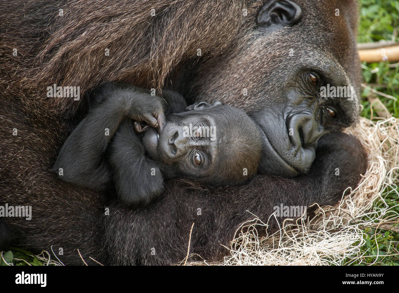 Zoo De Jacksonville Floride Maman Madini Calins Son Nouveau Ne Age De 30 Jours Patty Un Contremaitre Plomberie Britannique A Pris Les Photos Les Plus Intimes De Gorilles Puissant De Caliner Leur