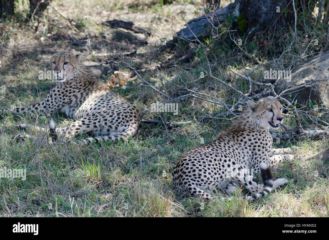 Une paire de guépards sont si joint à la hanche, ils ressemblent à de la féline s'est joint à des jumeaux. Confondre photographe britannique Jonathon Williams (29) de Llanfairfechan au Pays de Galles avait pour double-prendre comme il a tiré ce qui ressemblait à une paire de co de guépards du Kenya dans le Masai Mara à partir de seulement dix-pieds. Comme plus tard les images montrent, Jonathon a découvert les deux ont été en fait une paire de frères qui étaient si jaloux de l'autre dans la nature sauvage de l'Afrique qu'ils ont été littéralement couvrant l'un l'autre le dos. Banque D'Images