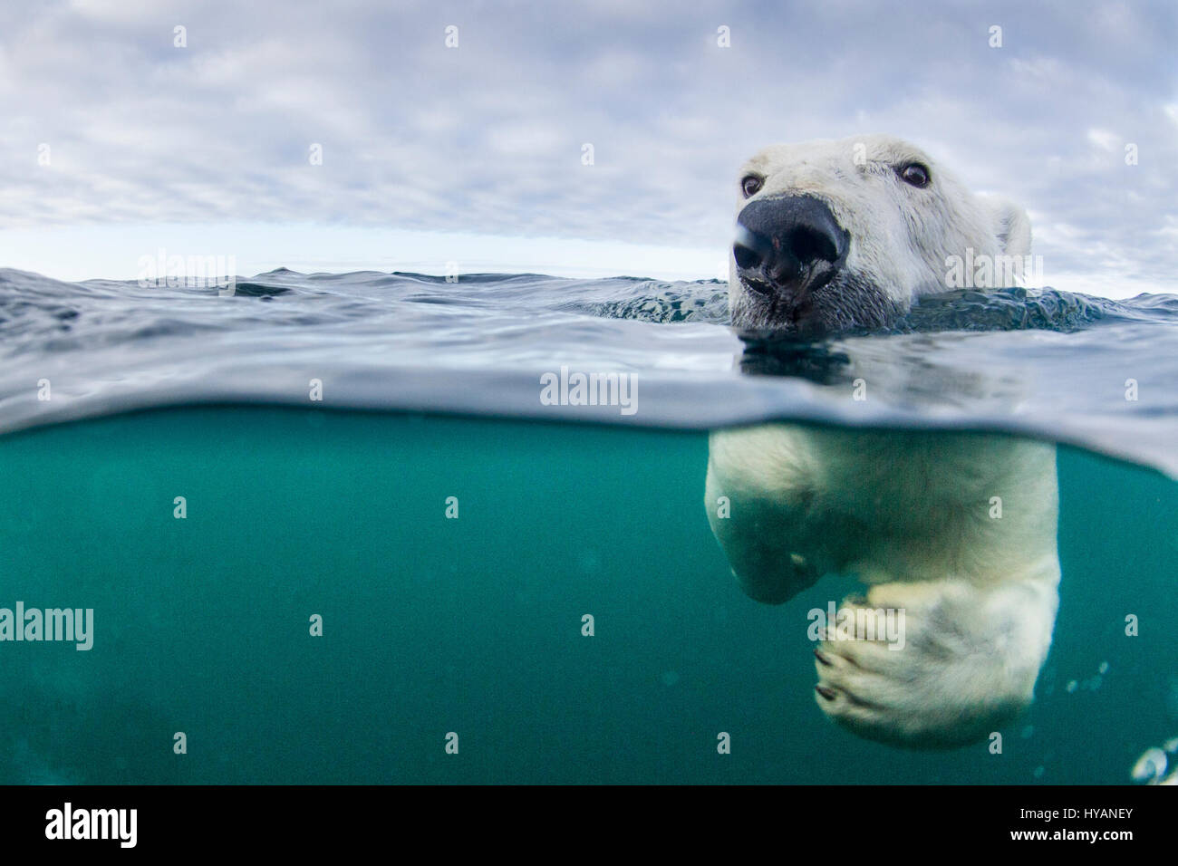 HUSDON BAY, Canada : un ours polaire se déplace. Les ours polaires sont en  train de devenir des créatures marines comme prouvé par ces images  extraordinaires. Manque de marcher sur la glace