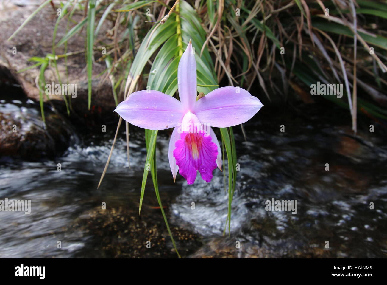 Bamboo Orchid, Arundina graminifolia, croissante à l'état sauvage sur une jungle stream Banque D'Images