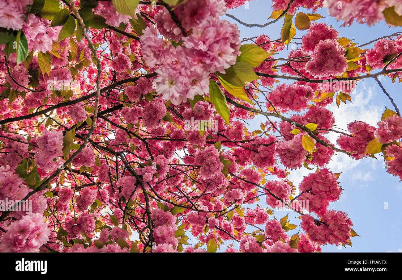 Beau printemps arrière-plan. Sakura en fleurs fleurs de jardin Banque D'Images