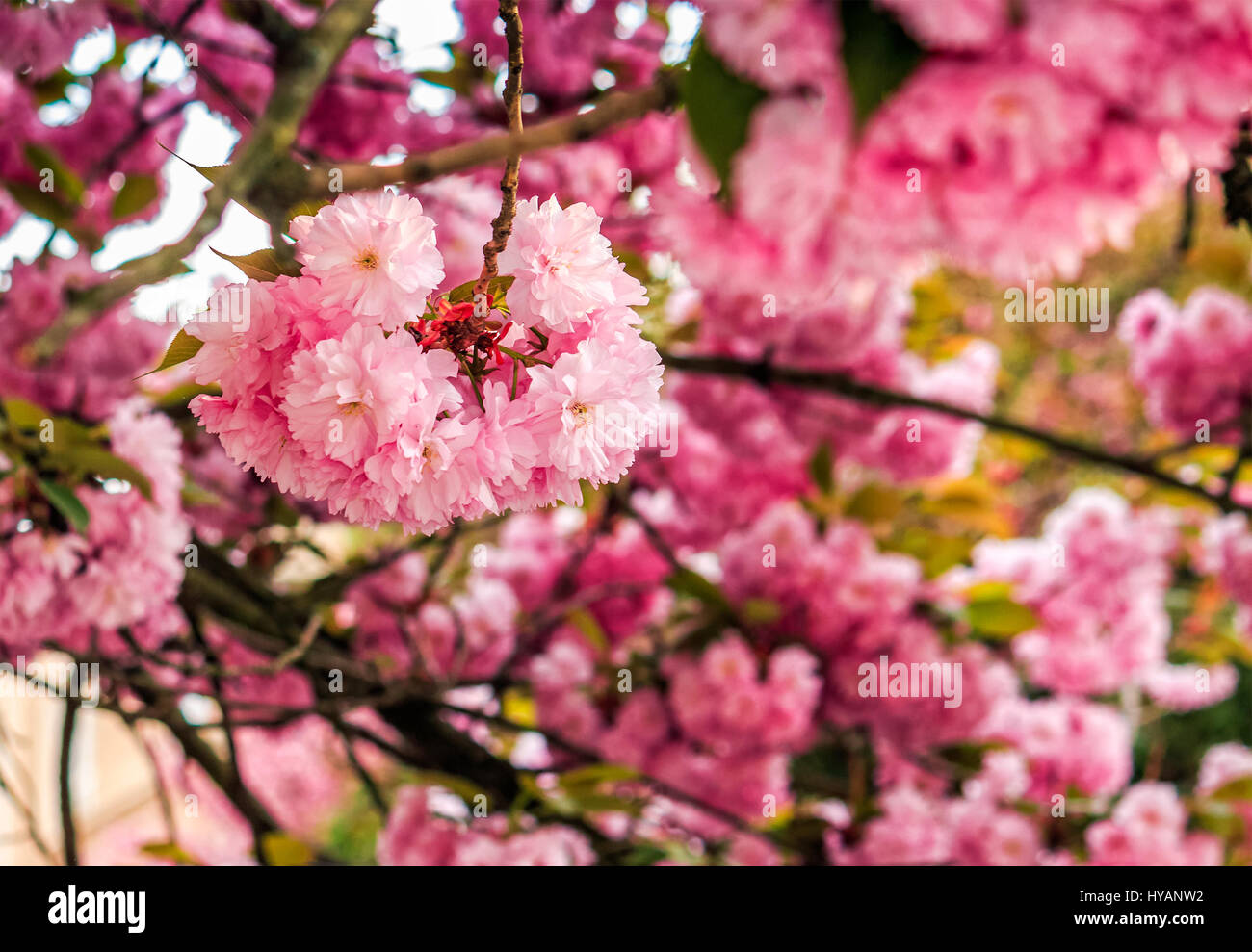 Belle rose avec fond printemps fleurs Sakura libre sur une branche sur l'arrière-plan flou de jardin en fleurs au printemps Banque D'Images