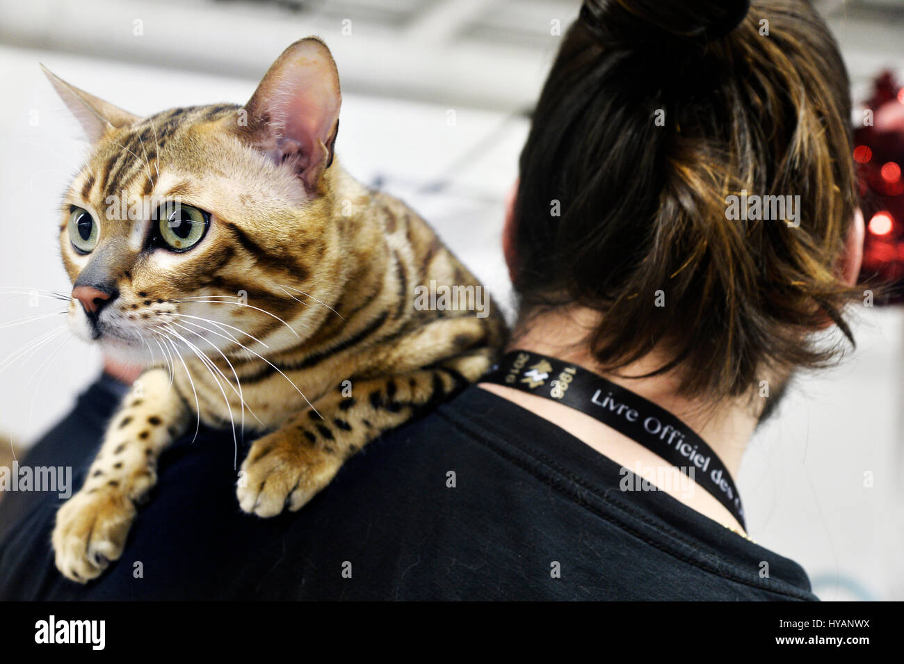 Salon Du Chat Photos Salon Du Chat Images Alamy
