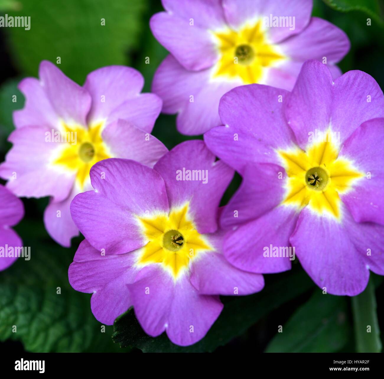 Floraison au printemps primevères Banque D'Images