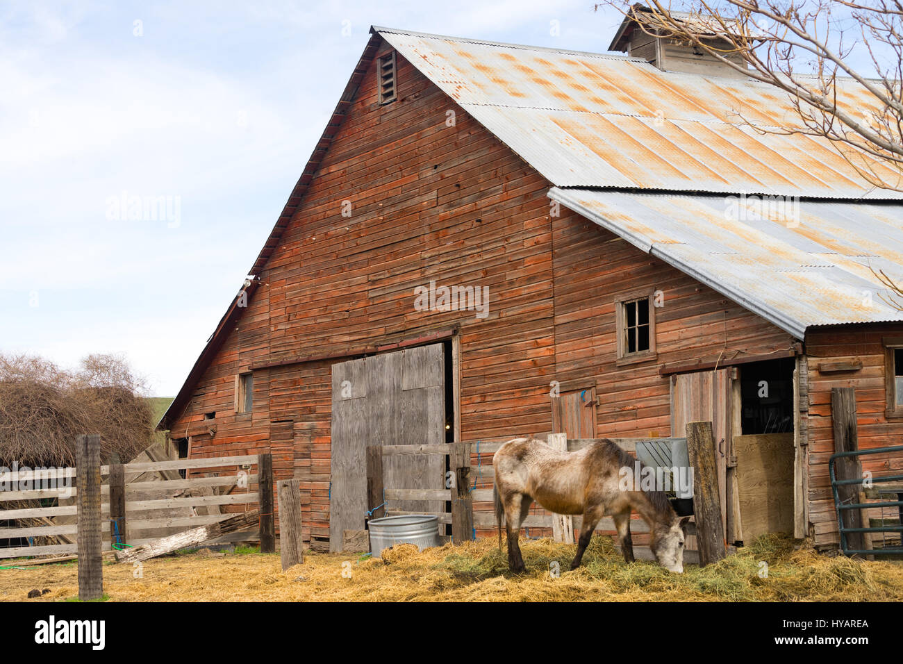 Un cheval vient d'alimentation à gauche sur le ranch en face de la grange Banque D'Images