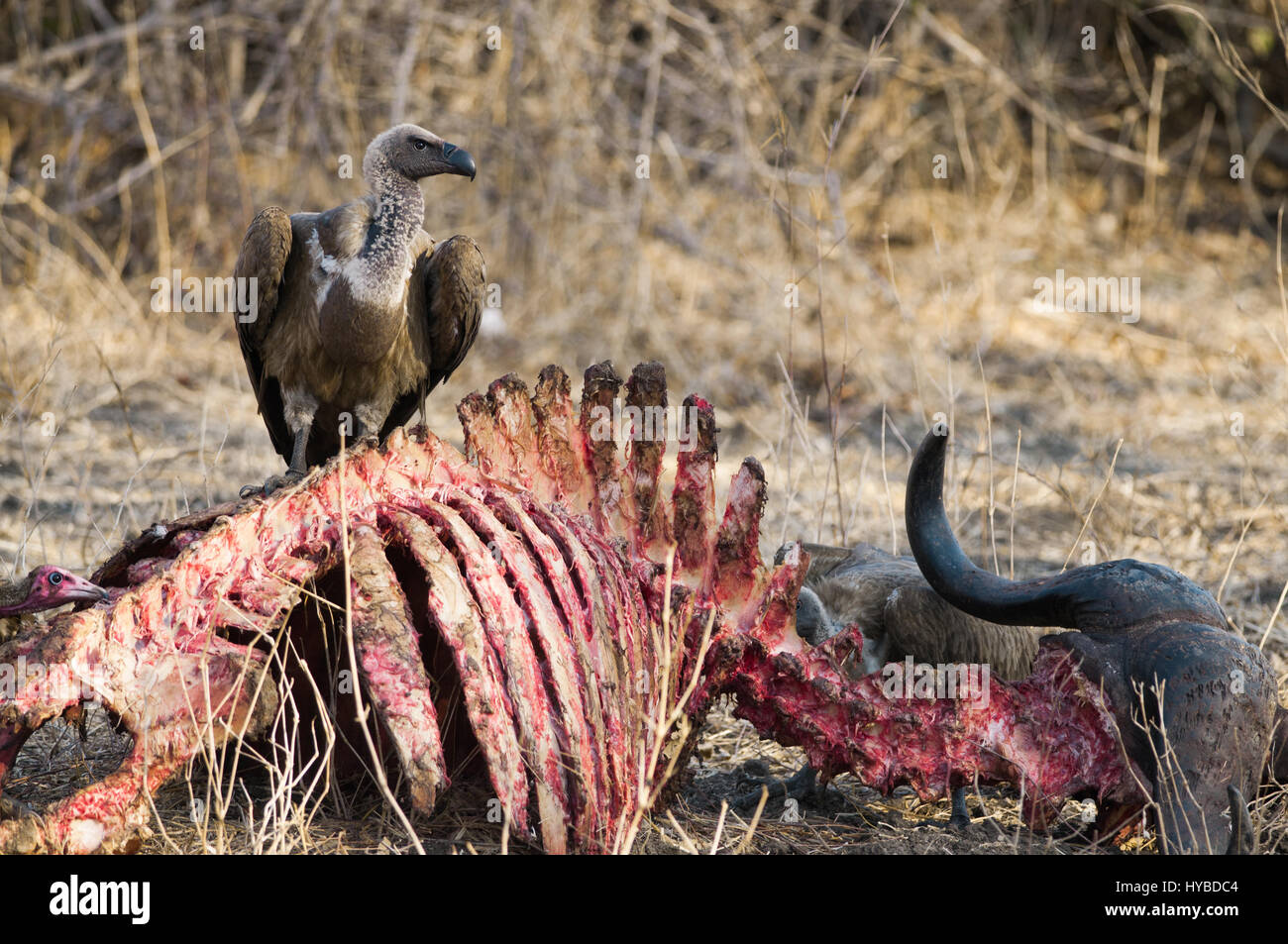 Vulture sur une carcasse de bison dans le parc national de South Luangwa. Le Buffalo a été tué par des lions le jour avant. Banque D'Images