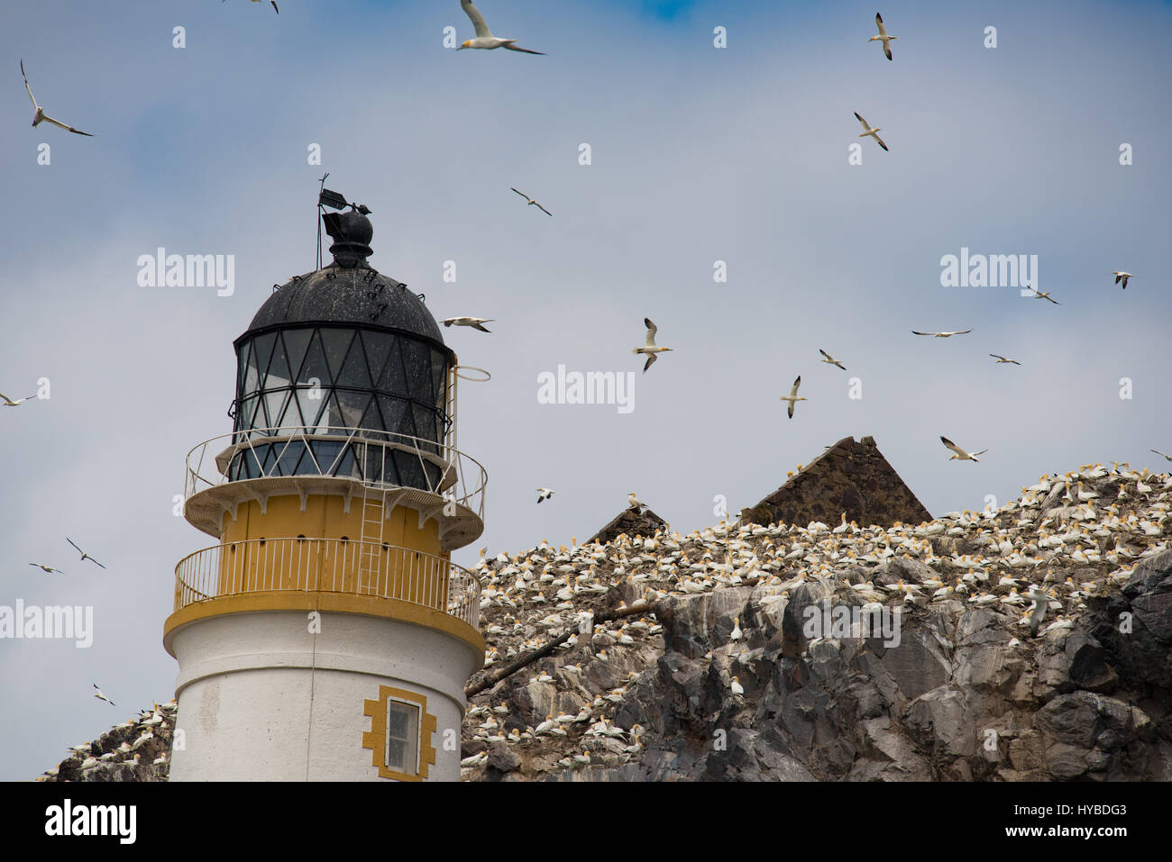 Bassan battant autour du phare de l'île de Bass Rock Banque D'Images