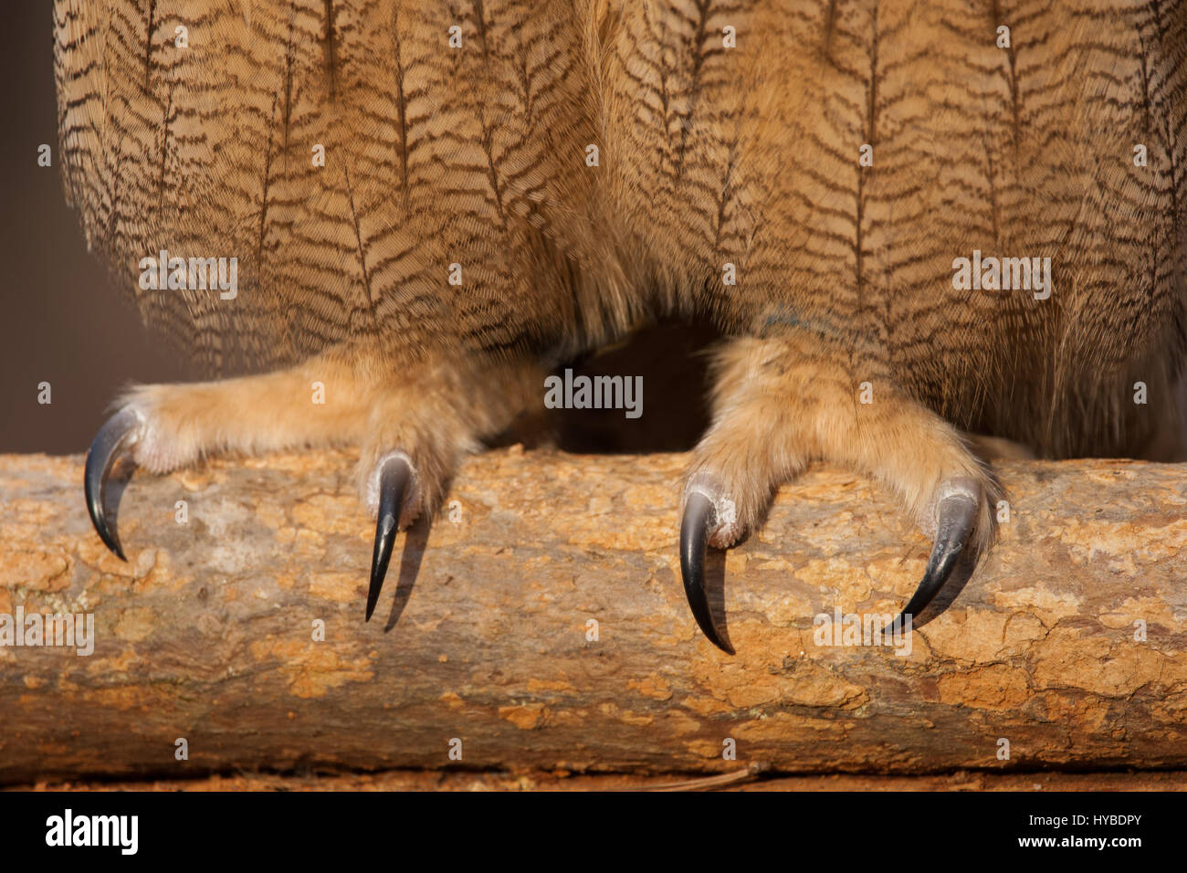 Grand Hibou Serres Banque D'Images