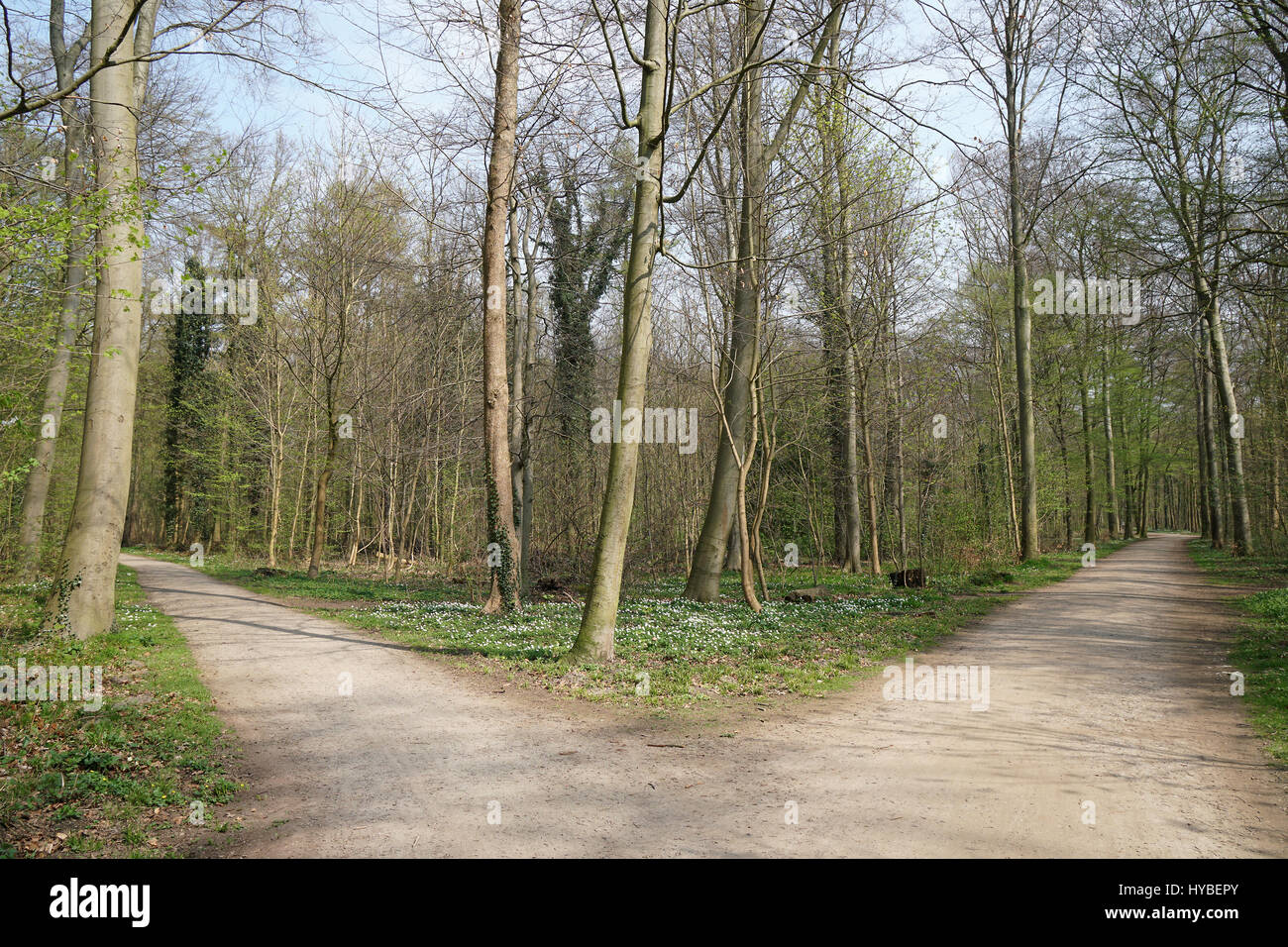 Fourchette dans un chemin forestier Banque D'Images