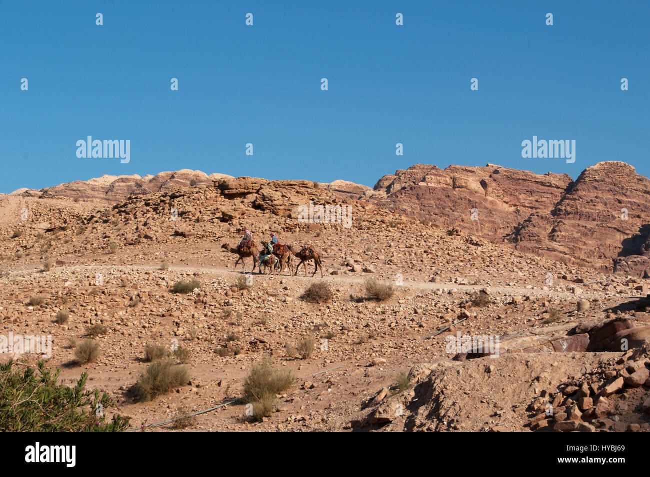 La Jordanie, Moyen-Orient : les bédouins et les chameaux dans le désert de la ville nabatéenne de Pétra archéologique Banque D'Images