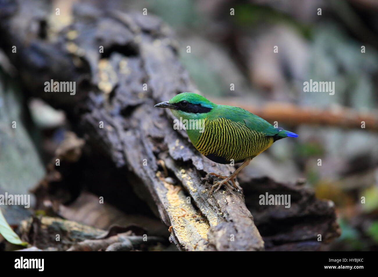 Bar-bellied pitta (Hydrornis elliotii) dans le Parc National de Cuc Phuong, Vietnam Banque D'Images